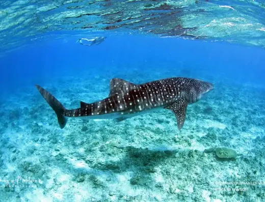 Whale shark expedition