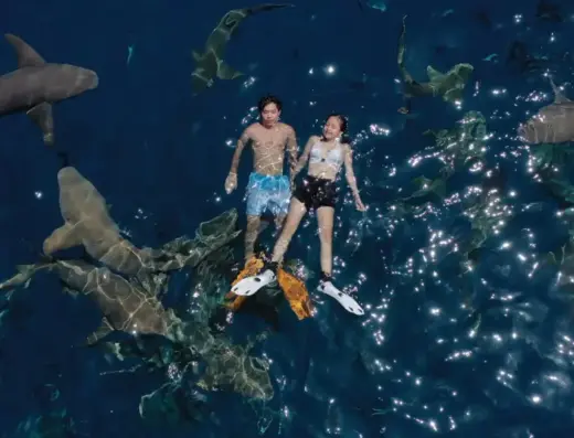 Shark Bay Snorkeling
