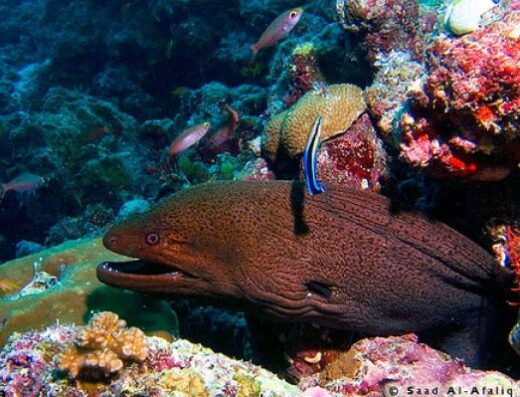 Fish Head – Mushimasmigili Thila