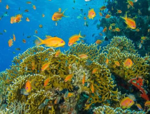 Banana Reef