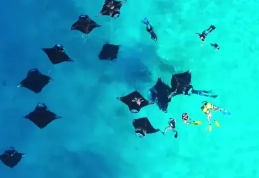 Hanifaru Bay